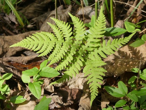 Broad beech fern at Long Creek Park