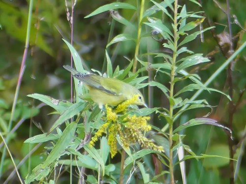Tennessee Warbler