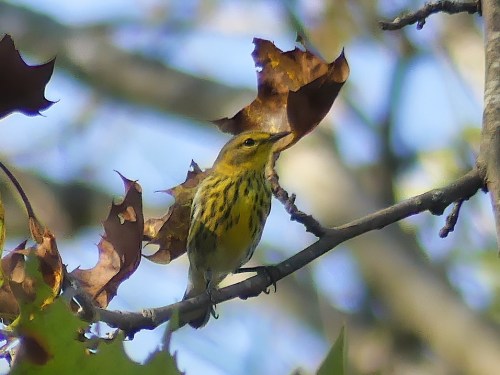 A Cape May Warbler in the late afternoon light at Walnut Bottoms