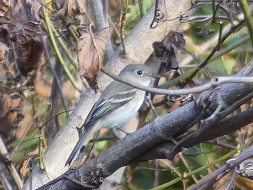 Least Flycatcher at Walnut Bottoms - a new county bird for me!