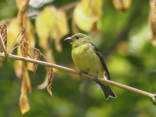 This Scarlet Tanager was also eating Aralia spinosa berries, but it popped out in the open for a photo.