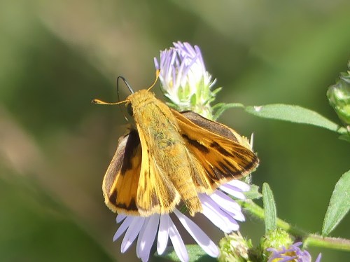 Fiery Skipper