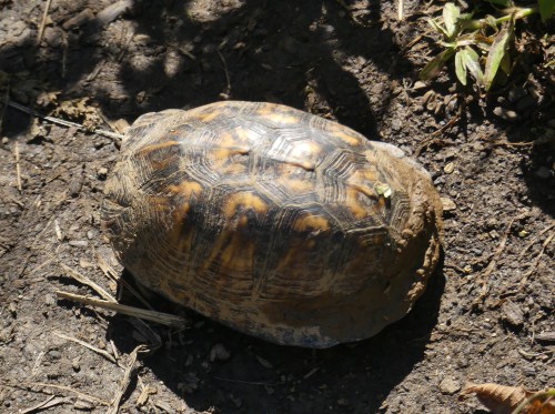 Eastern Box Turtle at Walnut Bottoms