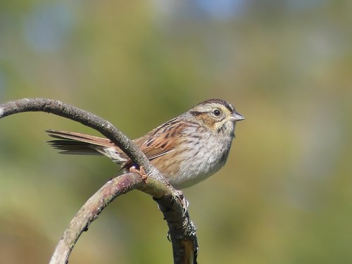 Swamp Sparrow at Long Creek Park