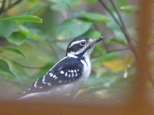 Hairy Woodpecker on my deck