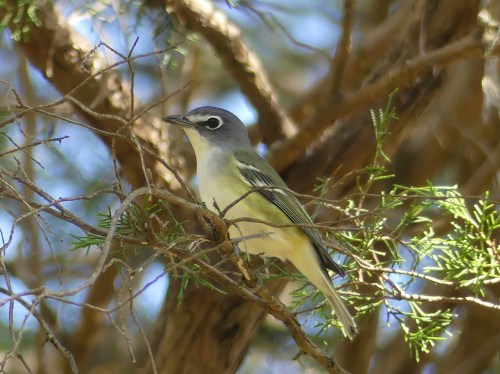Blue-headed Vireo at Long Creek Park