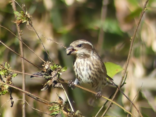 Purple Finch at Walnut Bottoms. This is likely a female, but it's nearly impossible to distinguish the females from first year males.