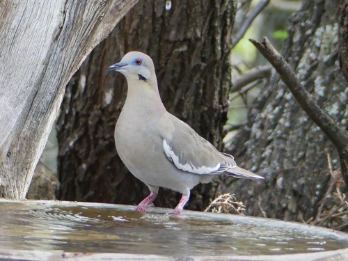 I wasn't fast enough to get a photo of the Bodie Island White-winged Dove. I photographed this bird in Texas where they are much more common.