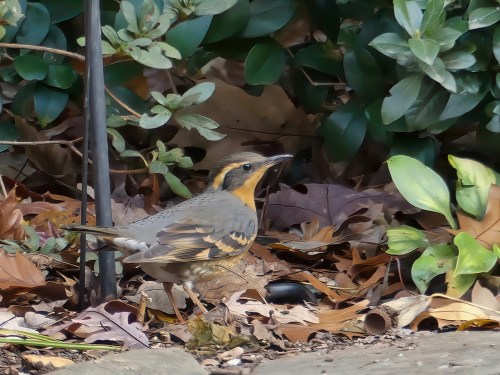 Varied Thrush in Cary, NC. The normal range of this species is the Pacific Northwest.