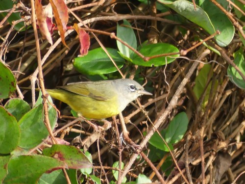 MacGillivray's Warbler, yet another western species. Only the 4th NC record.