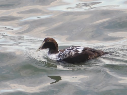 A young male Common Eider at Jennette's Pier, Nags Head