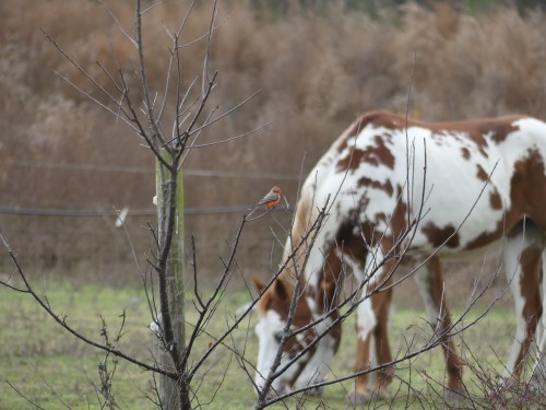 The Vermilion Flycatcher was right at home with the horses.