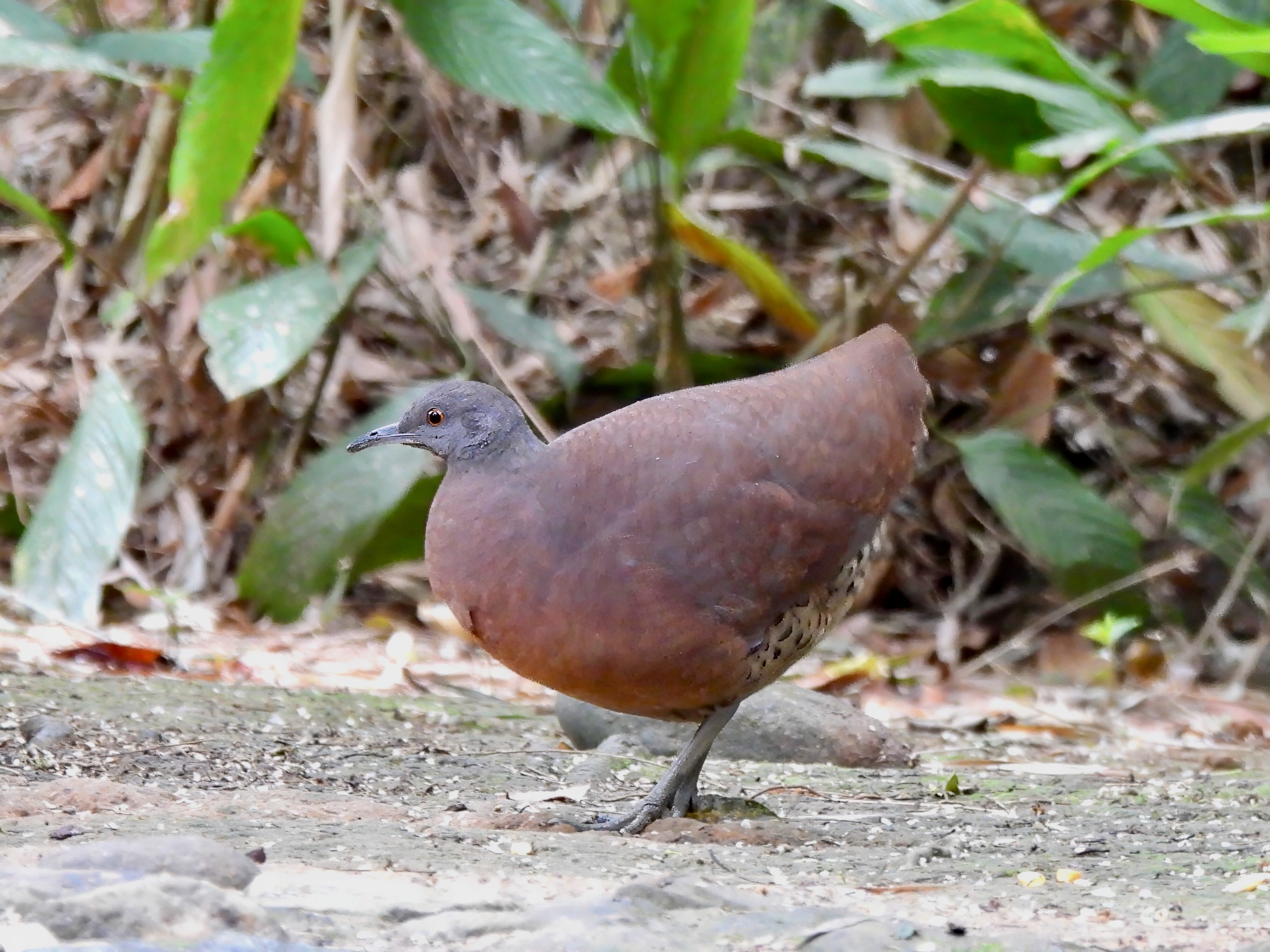 Brown Tinamou