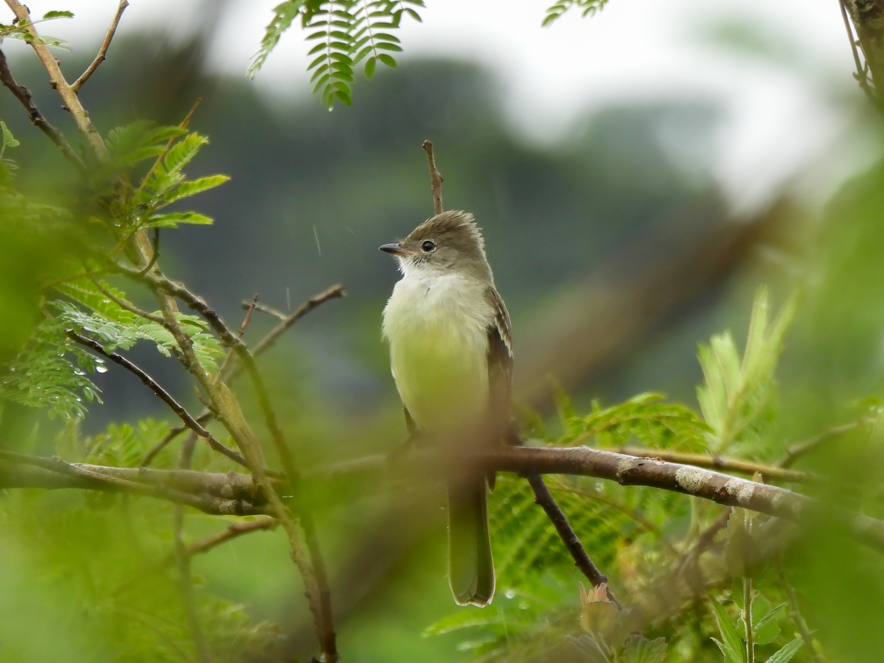 Large Elaenia