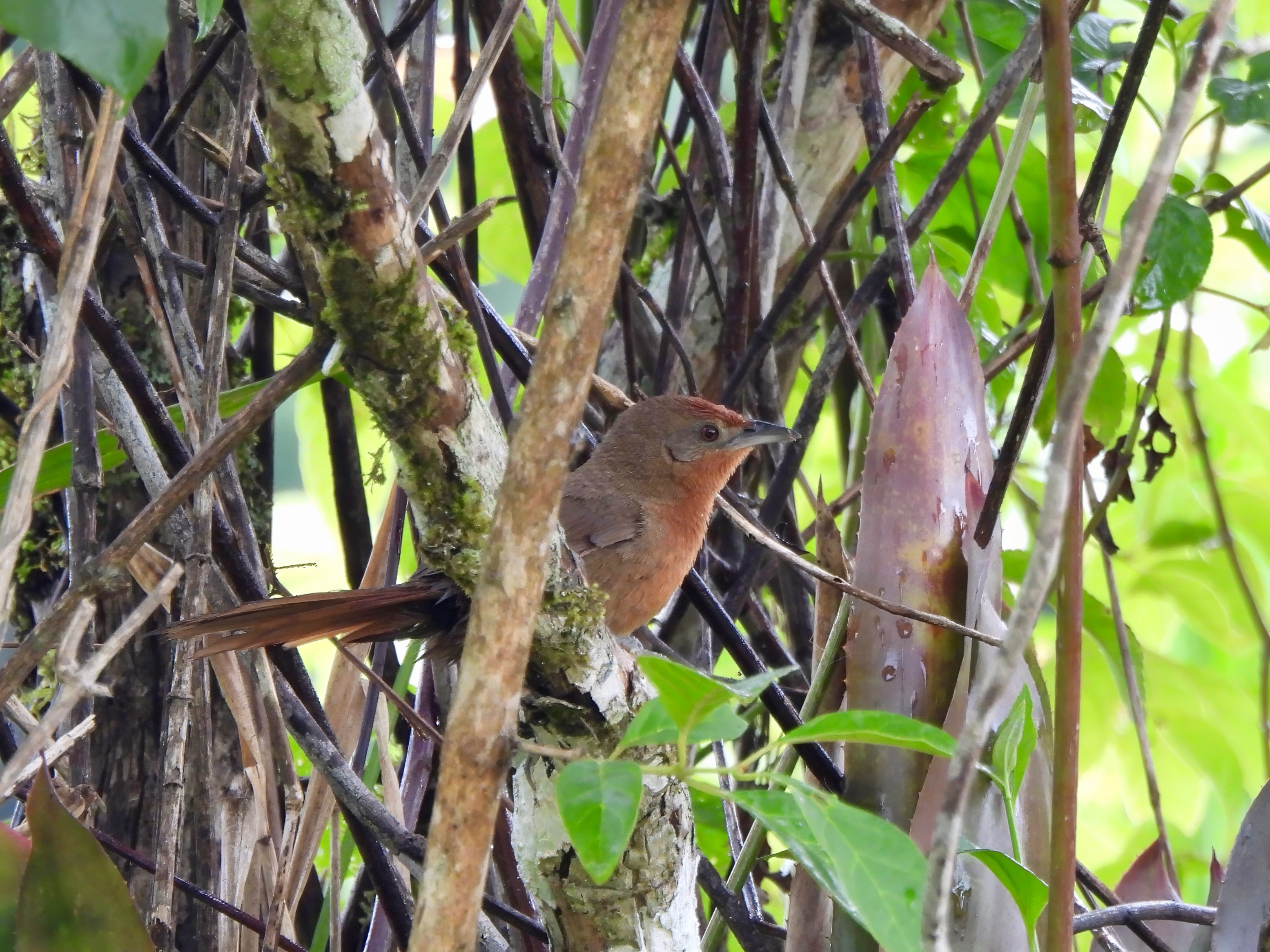 Orange-breasted Thornbird