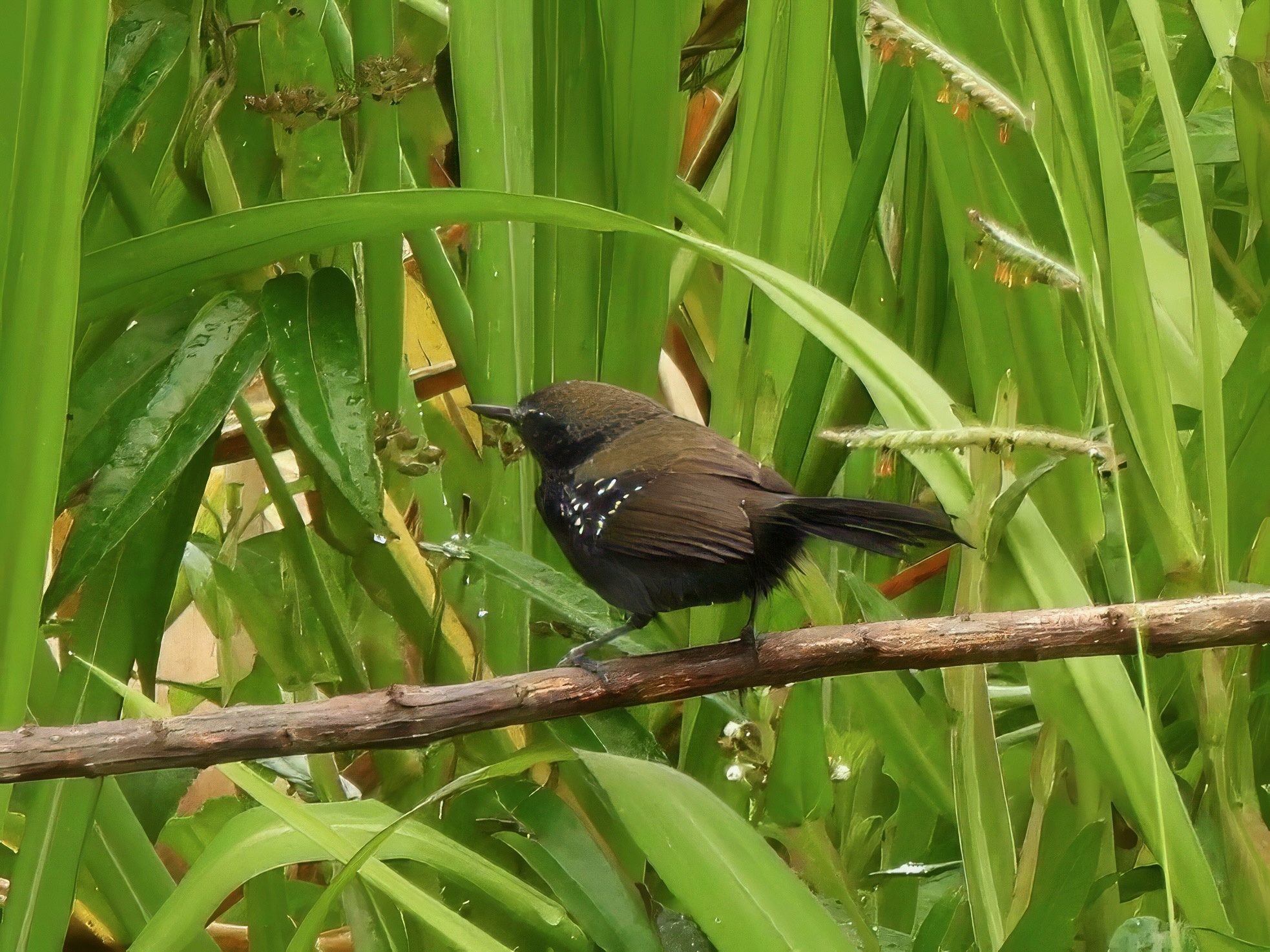Marsh Antwren