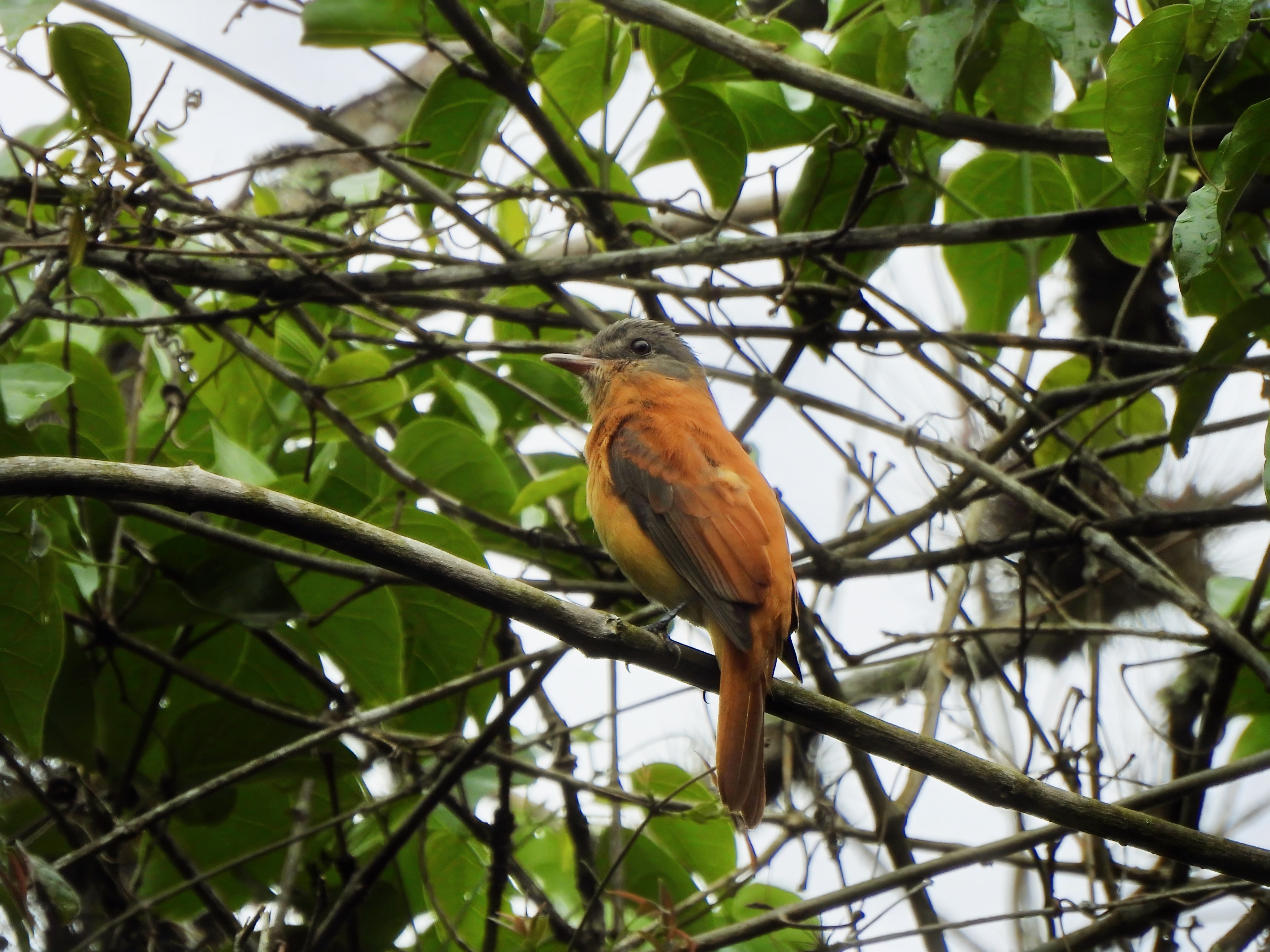 Rufous-tailed Attila