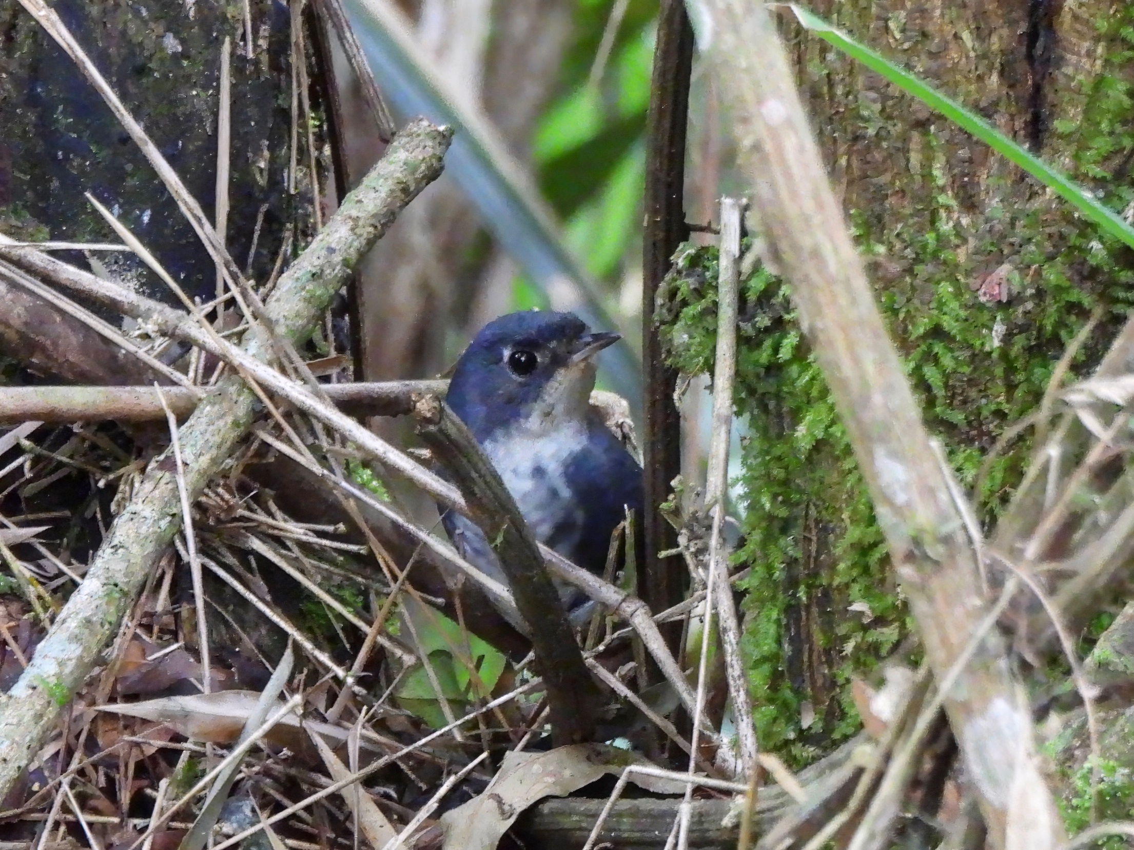 White-breasted Tapaculo