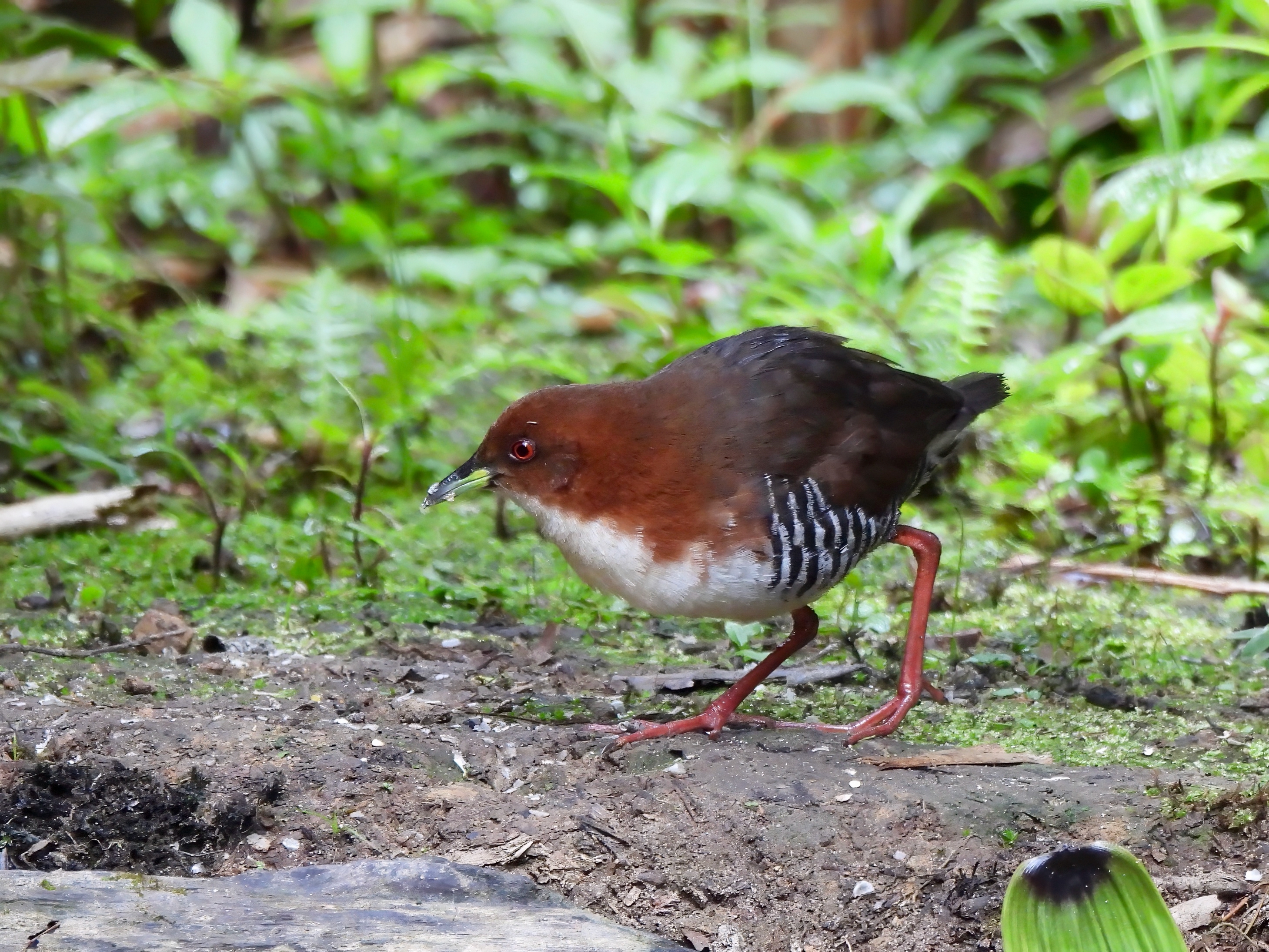 Red-and-white Crake