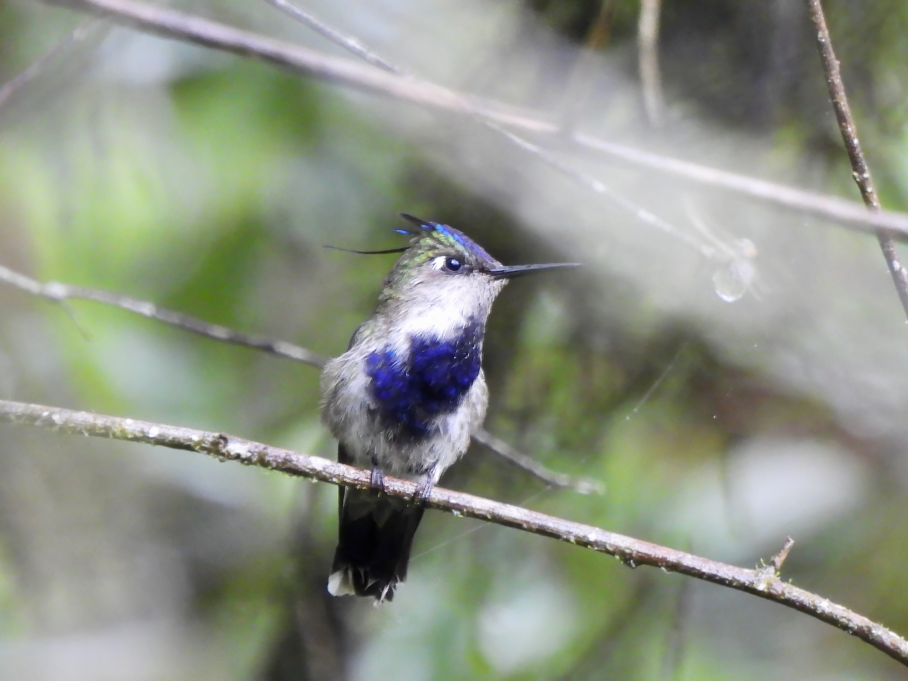 Purple-crowned Plovercrest
