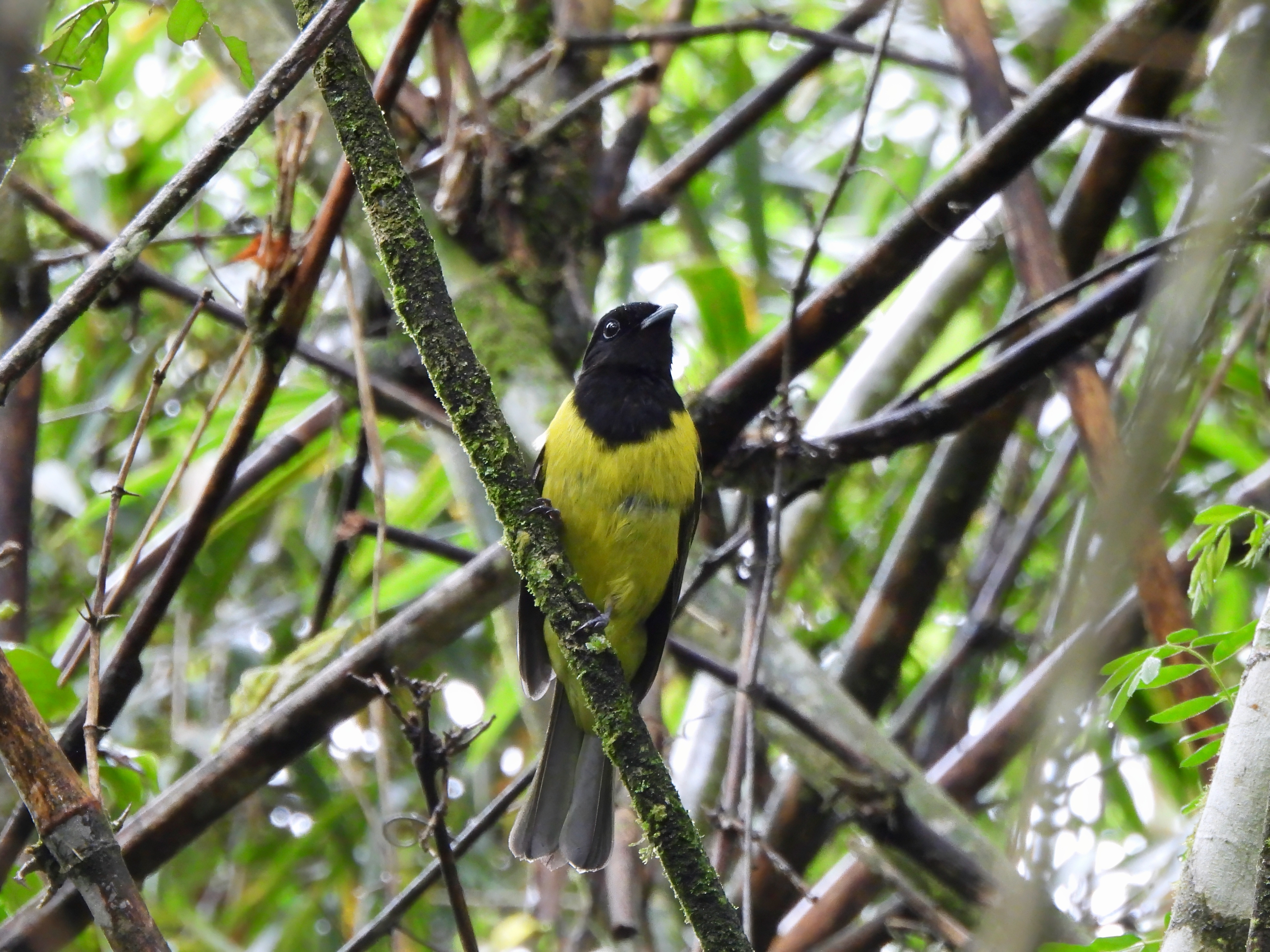 Hooded Berryeater