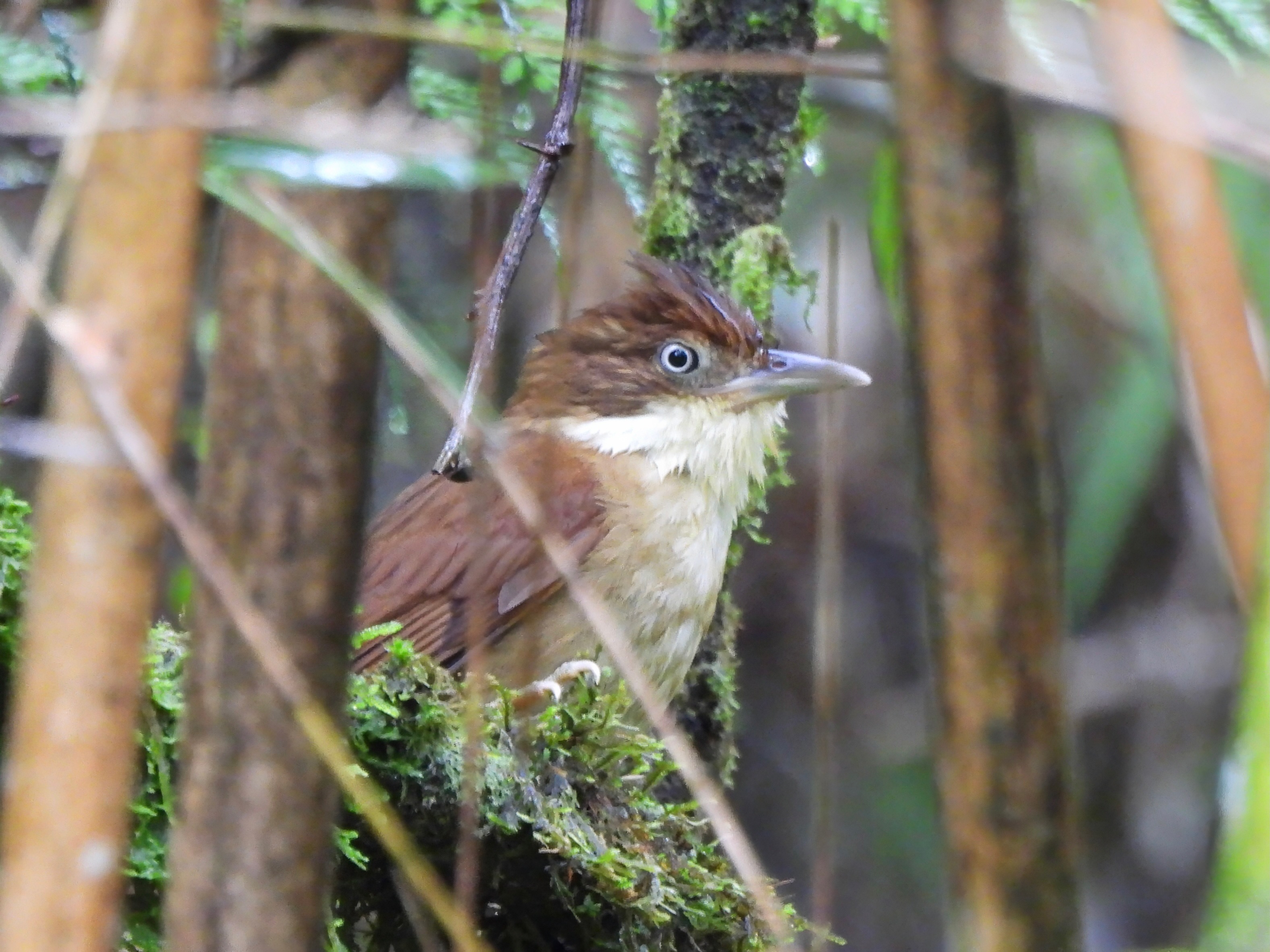 White-eyed Foliage-Gleaner