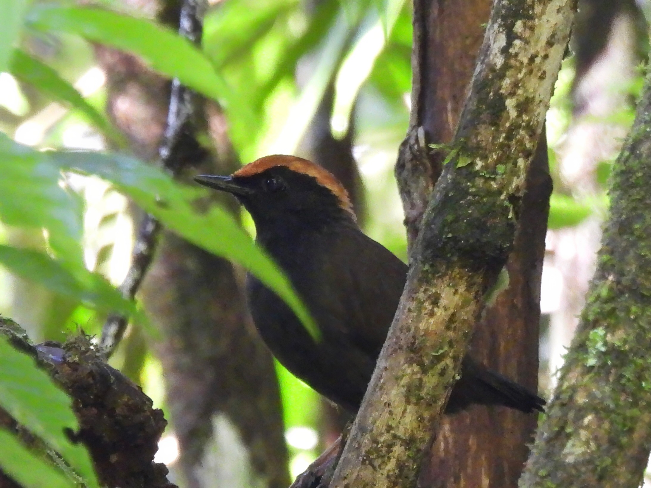 Rufous-capped Antthrush