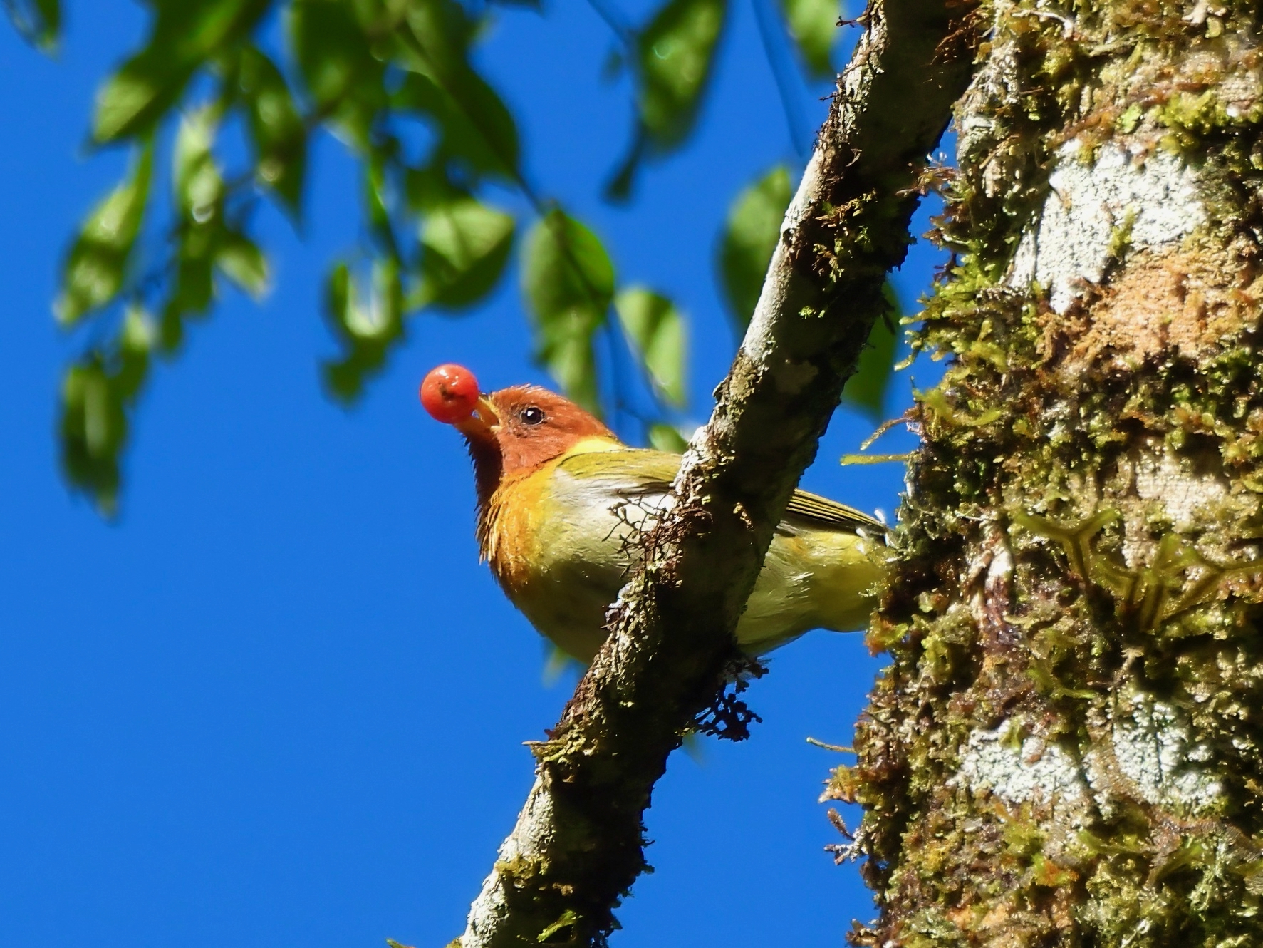Rufous-headed Tanager