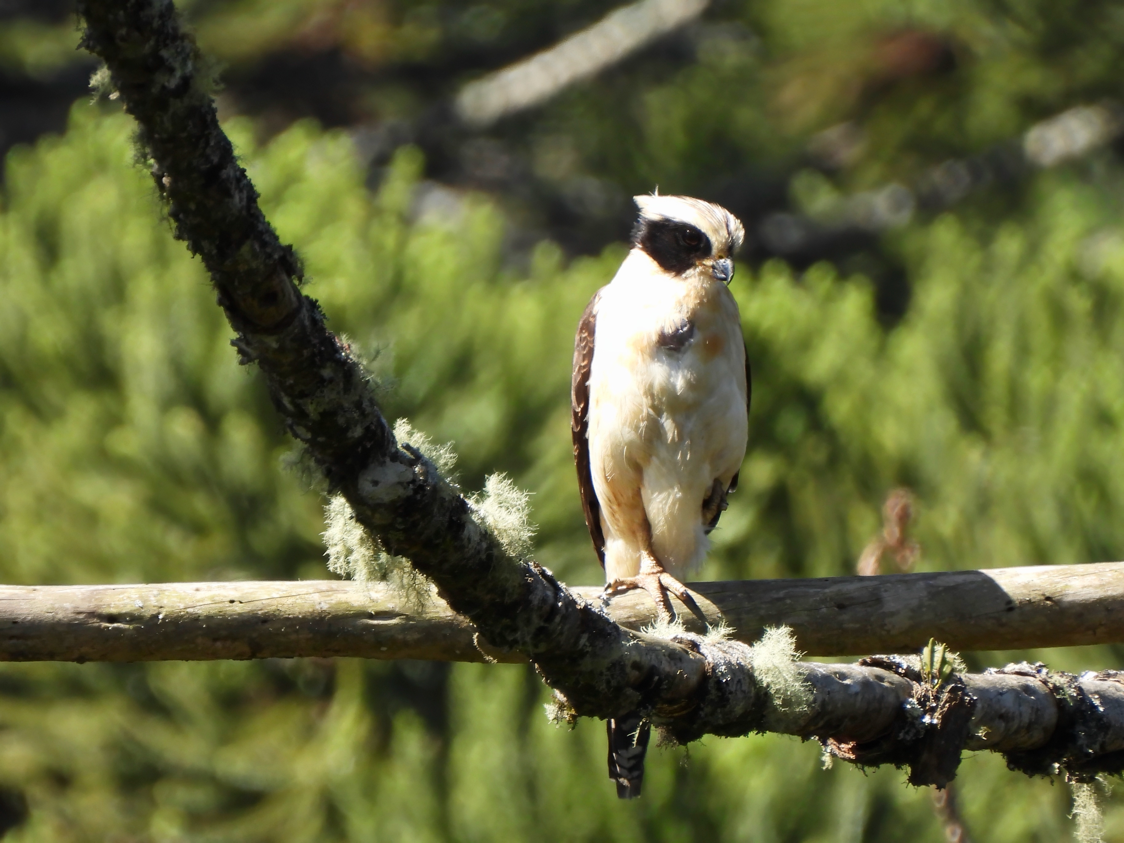 Laughing Falcon
