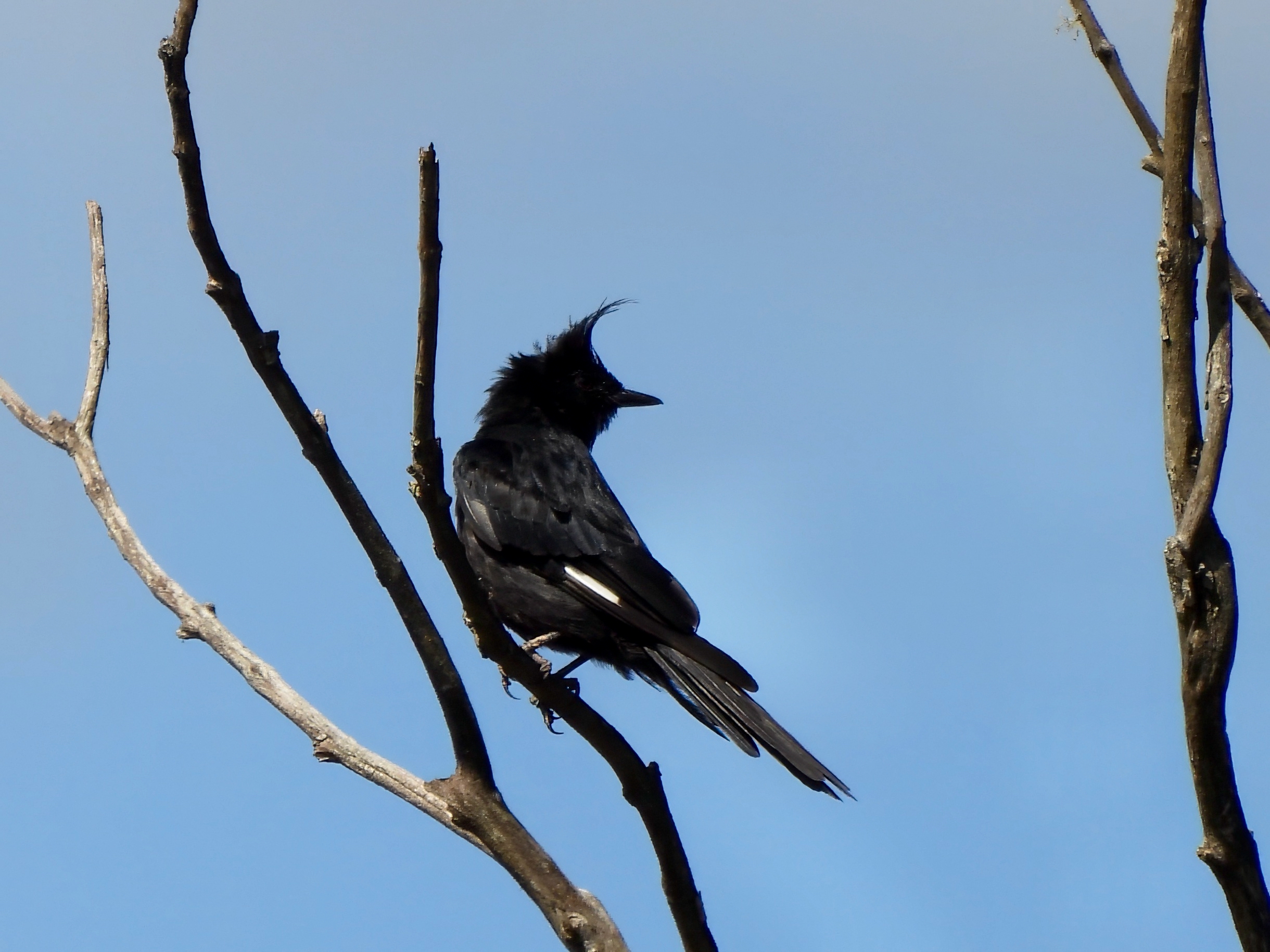 Crested Black Tyrant
