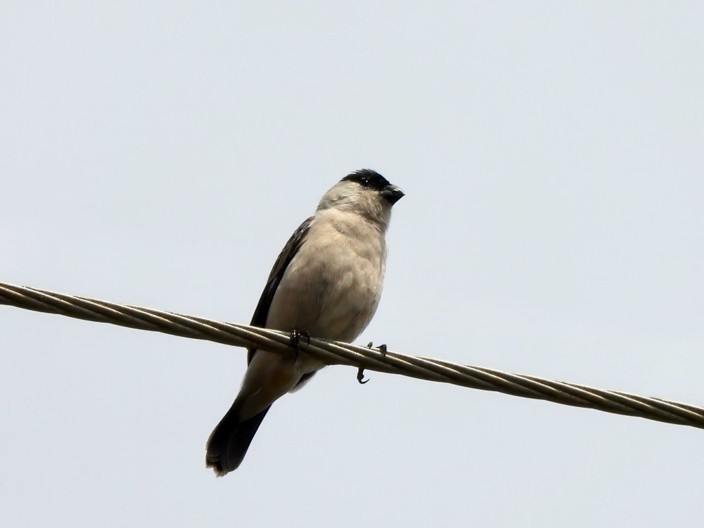 Pearly-bellied Seedeater