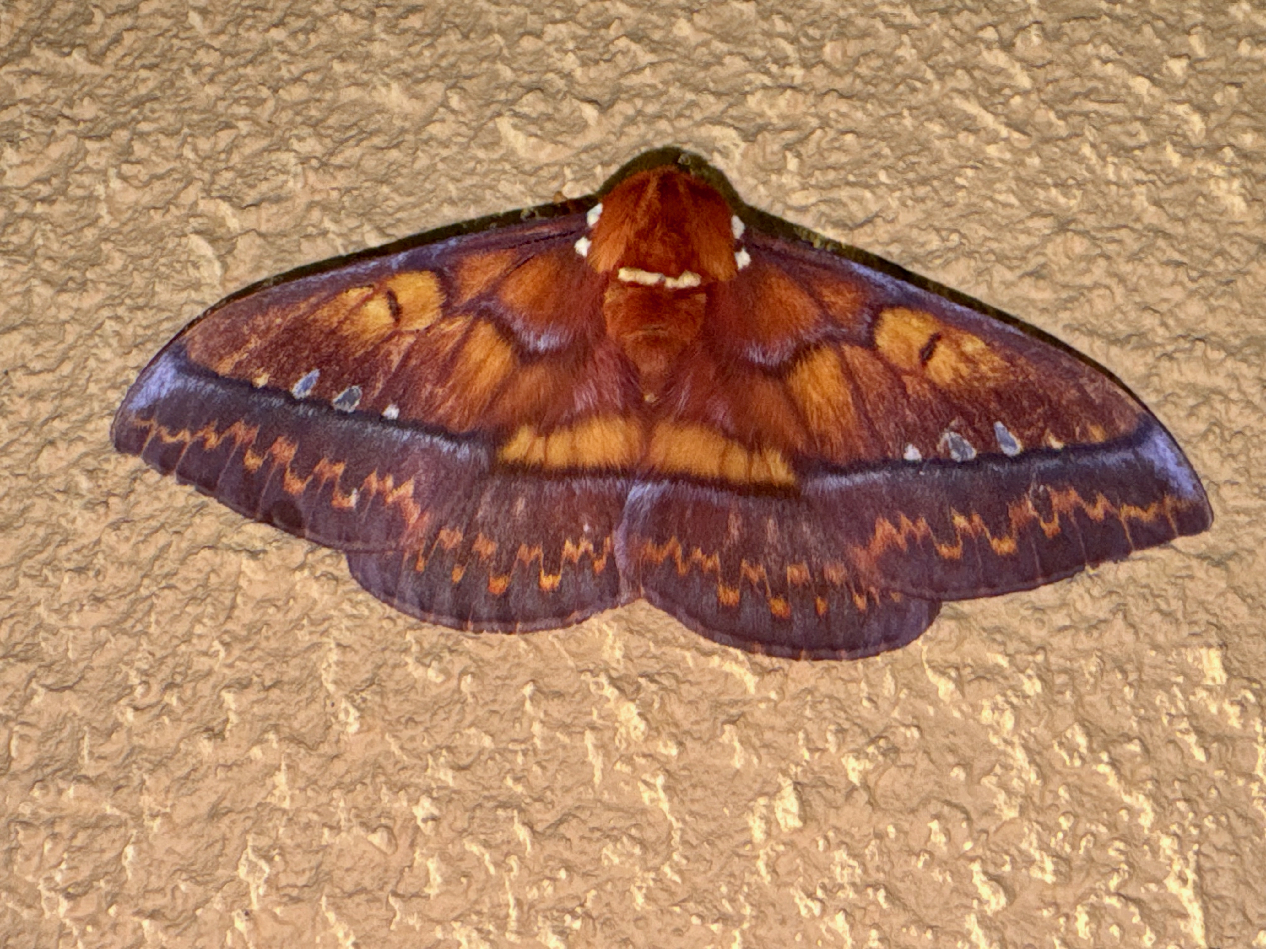 Procitheronia principalis
