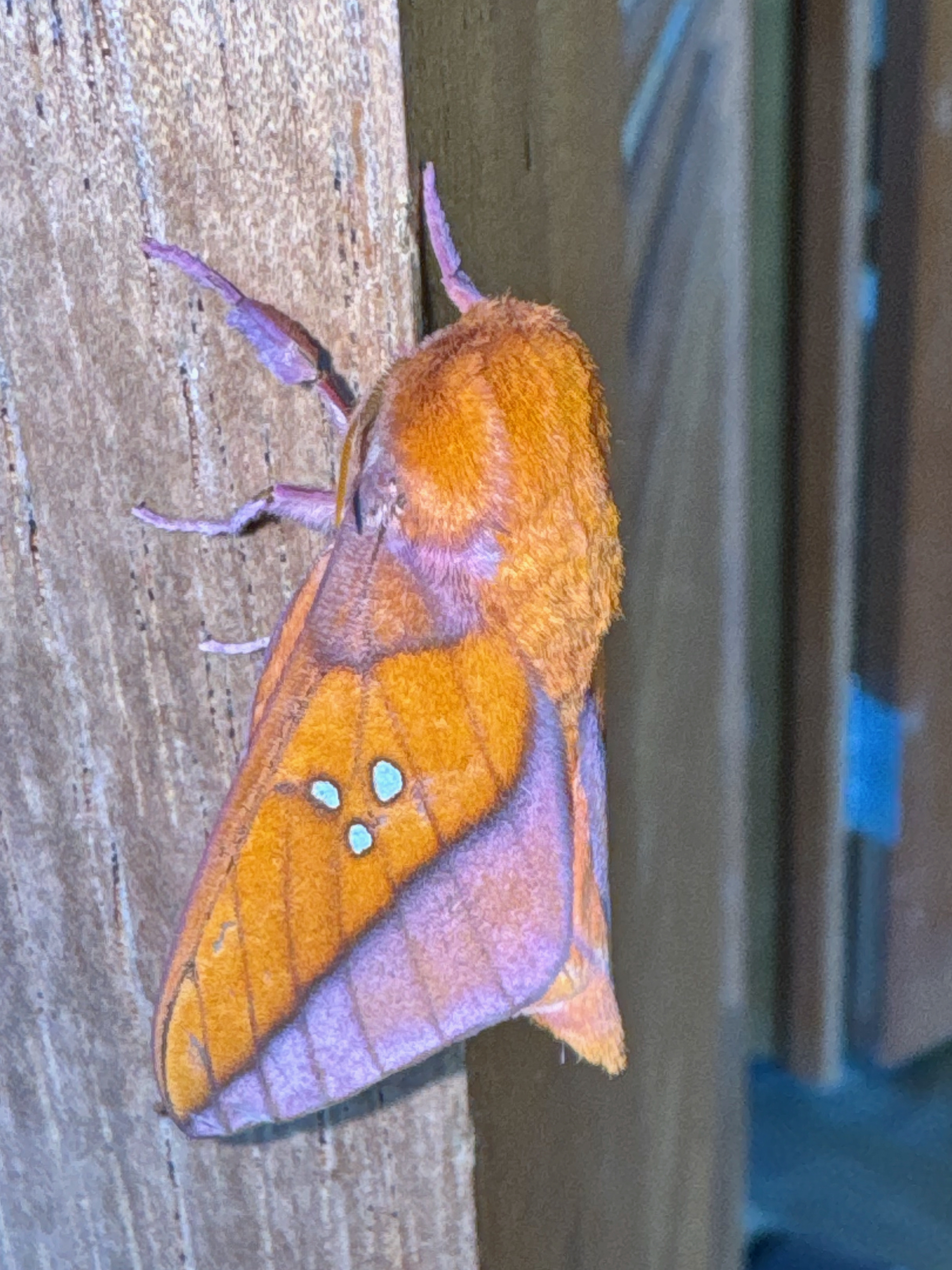 Adelowalkeria tristygma