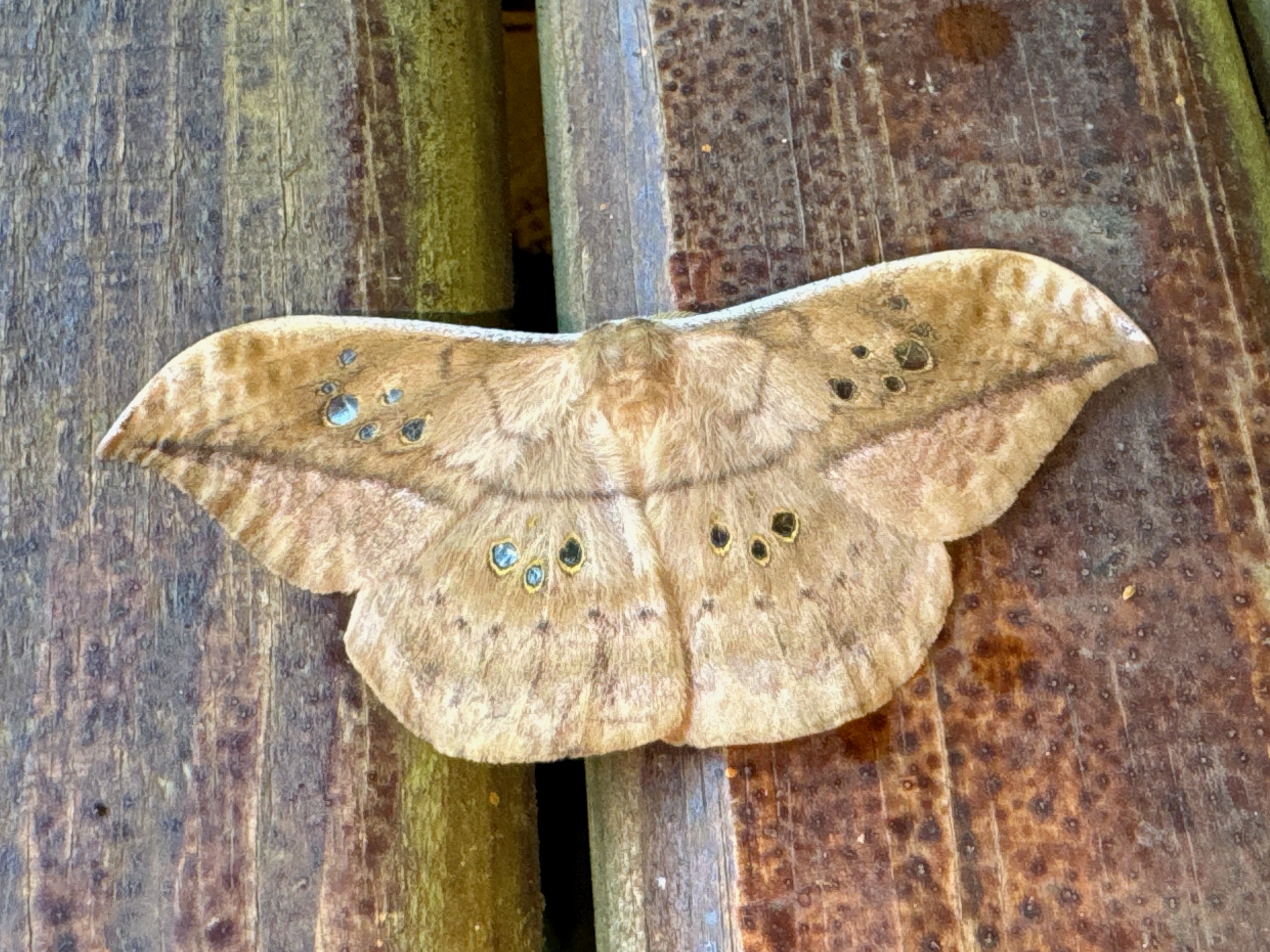 Copaxa mielkeorum