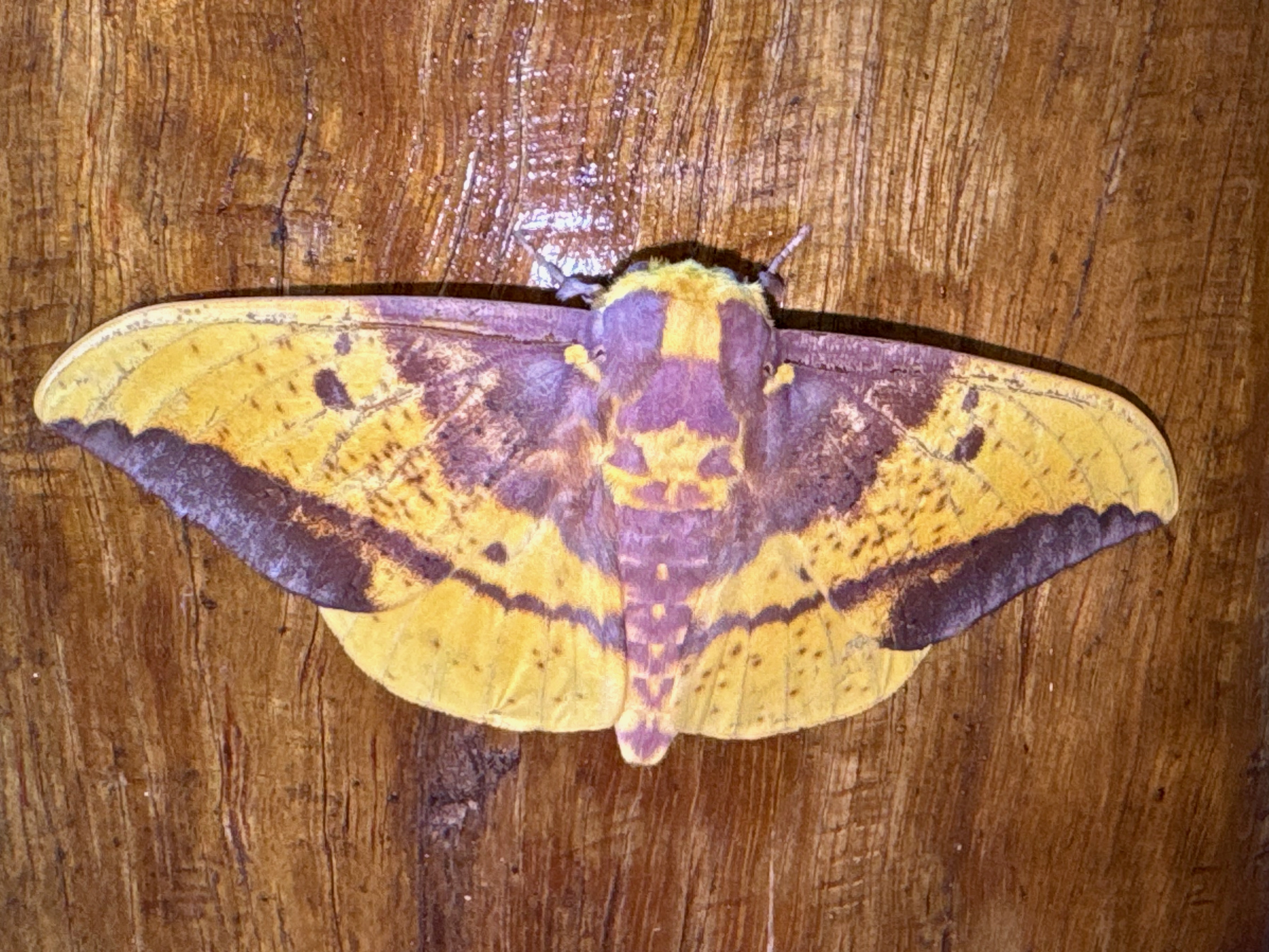 Imperial Moth