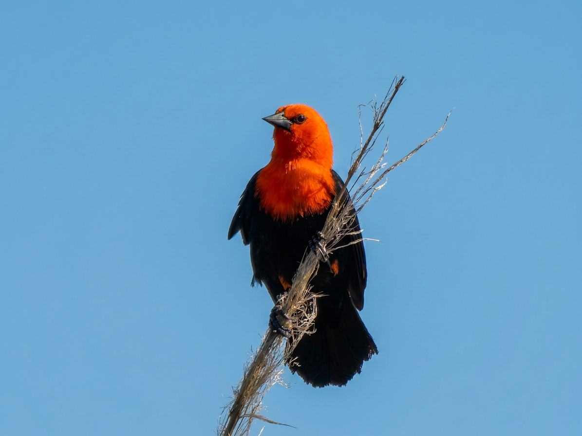 DSCN9599 Scarlet-headed Blackbird